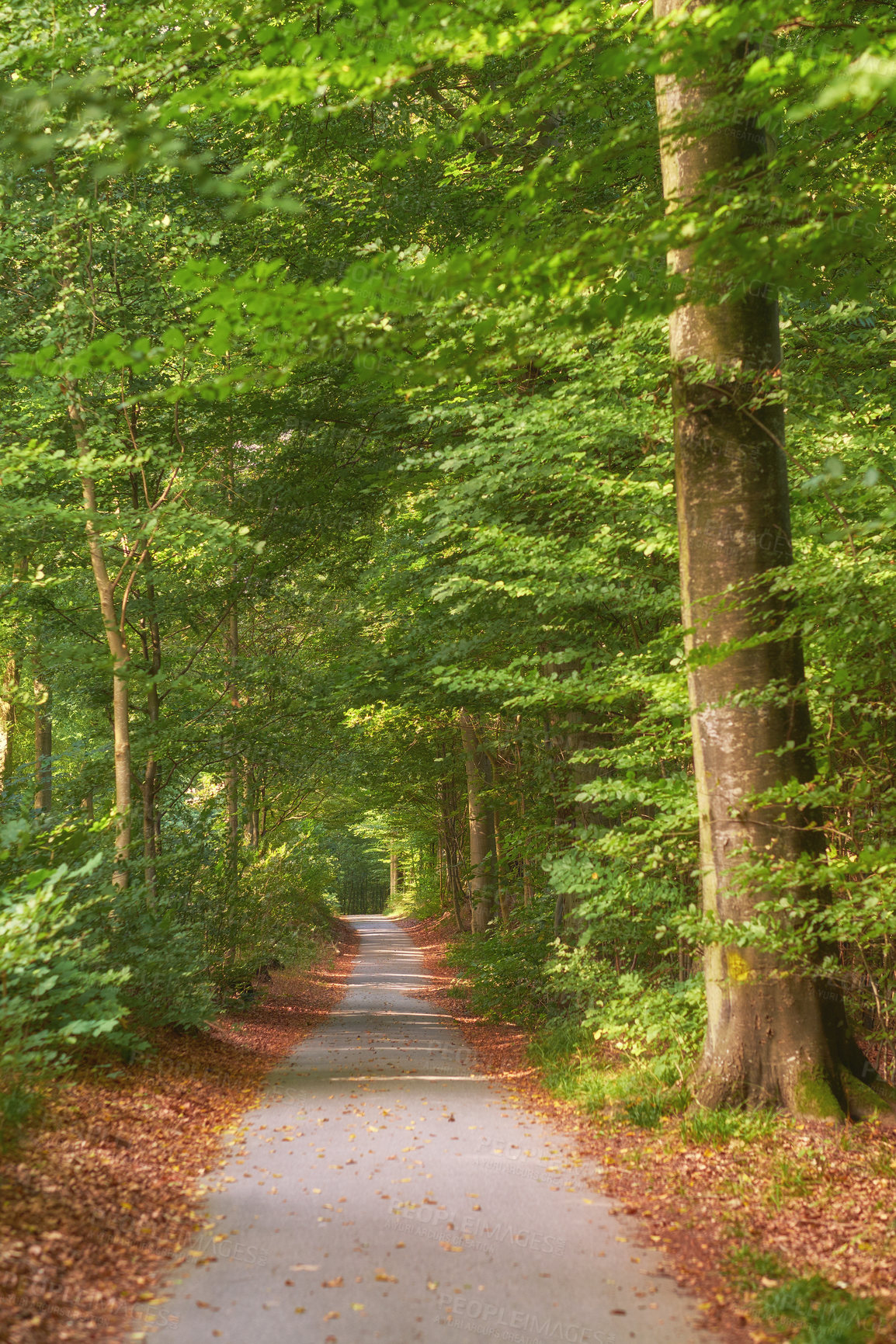 Buy stock photo Forest, trees and landscape, nature and path with environment and woodland location in Denmark. Travel, orange leaves in park and scenic destination with autumn season, outdoor and natural scenery