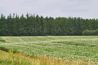 Buy stock photo Nature, field and landscape, green and countryside with environment and scenic location in Denmark. Fresh air, grass and land, eco friendly destination and flower meadow outdoor with natural scenery