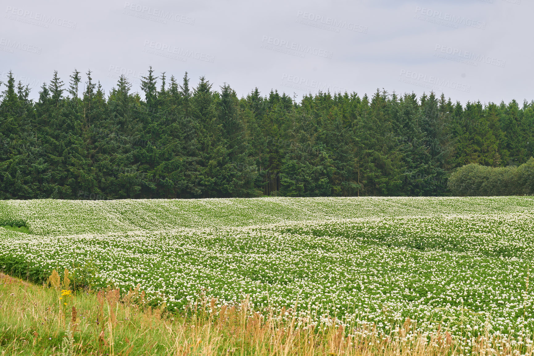 Buy stock photo Nature, field and landscape, green and countryside with environment and scenic location in Denmark. Fresh air, grass and land, eco friendly destination and flower meadow outdoor with natural scenery