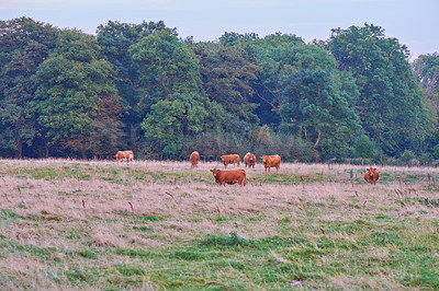 Buy stock photo Cows. herd and farming and livestock, nature and growth for beef, meat and milk with agro industry in countryside. Bovine animal, group and grazing in pasture, field and sustainability in Denmark