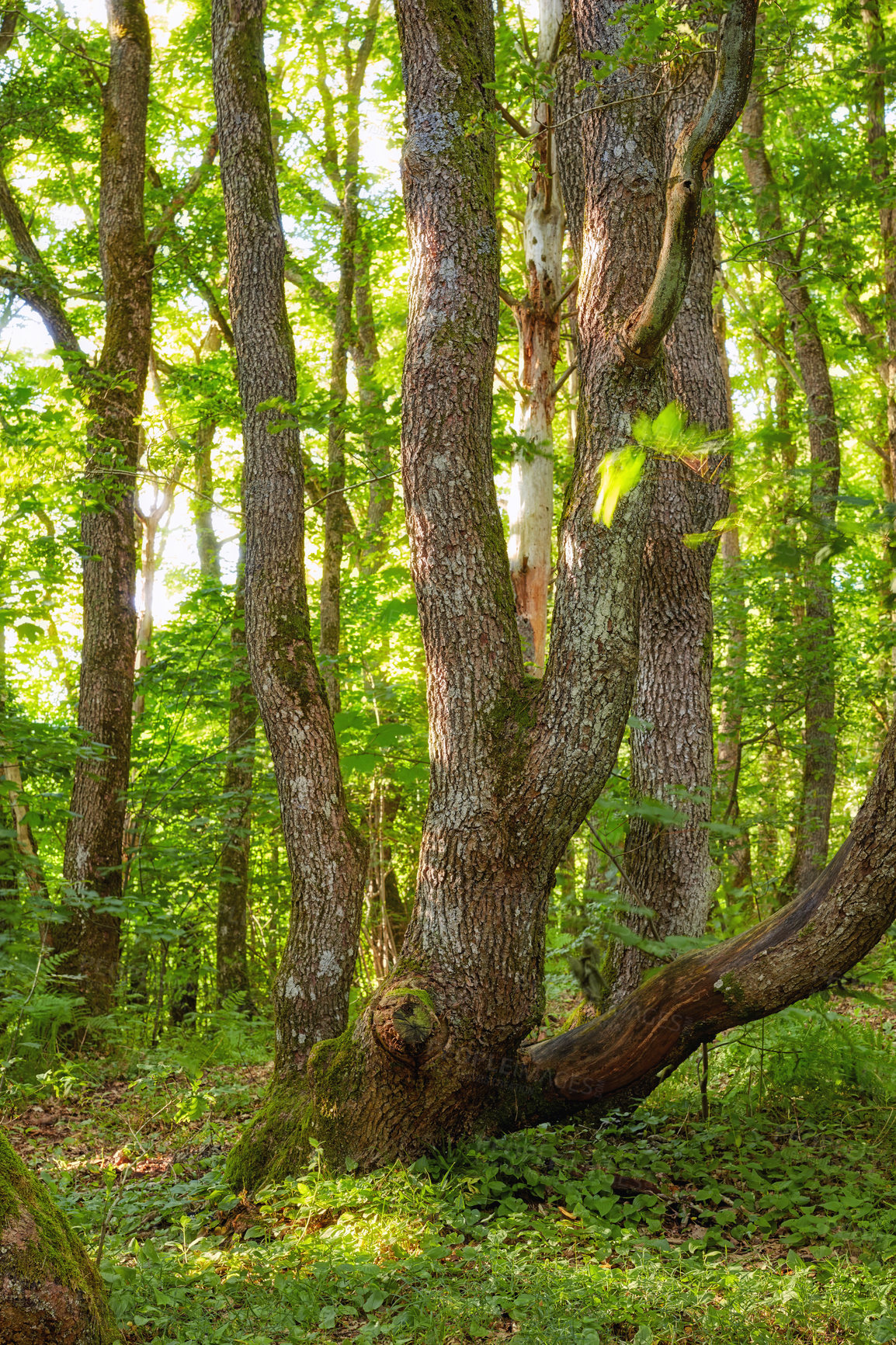Buy stock photo Tree, nature and forest with foliage for natural growth, ecology or ecosystem in woods. Empty, wilderness or trunk with bark, lush or greenery for climate change, mysterious or magical rainforest
