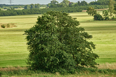 Buy stock photo Trees, plants and environment with village in nature for sustainability, ecology and travel. Outdoor view, Denmark and summer with countryside park for tourism, landscape and green background