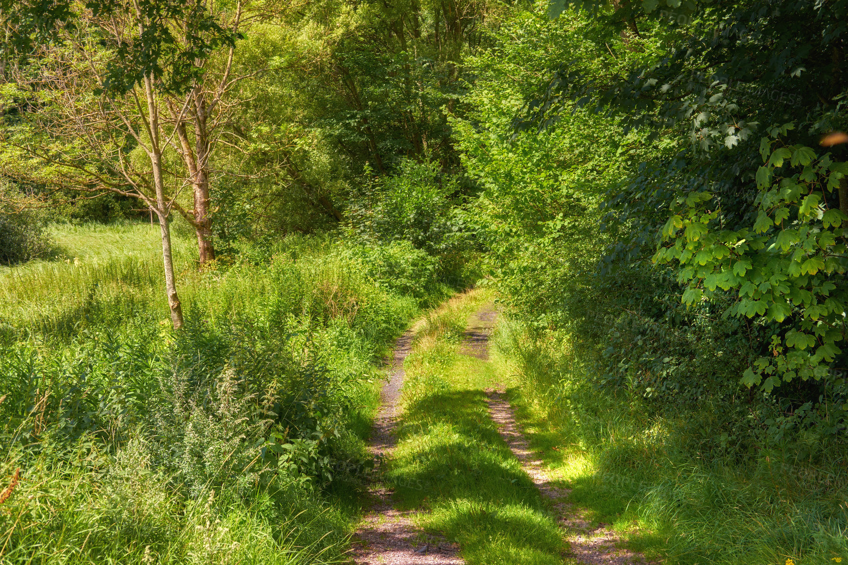 Buy stock photo Sustainable, nature or trail in outdoor park environment, botanical plants or outside landscape. Woods, bushes and forest botany with path in ecosystem, natural wilderness or grass growth in Denmark