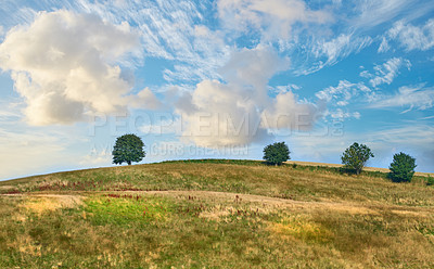 Buy stock photo Trees, grass field and nature with cloudy blue sky on farmland for natural growth or sustainability. Empty, landscape and foliage with greenery for eco conservation or agriculture in countryside