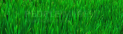 Buy stock photo Grass, green and banner in nature for wallpaper, natural background and healthy environment. Field, ecosystem and texture in countryside for growth, sustainability and rural farmland in Denmark