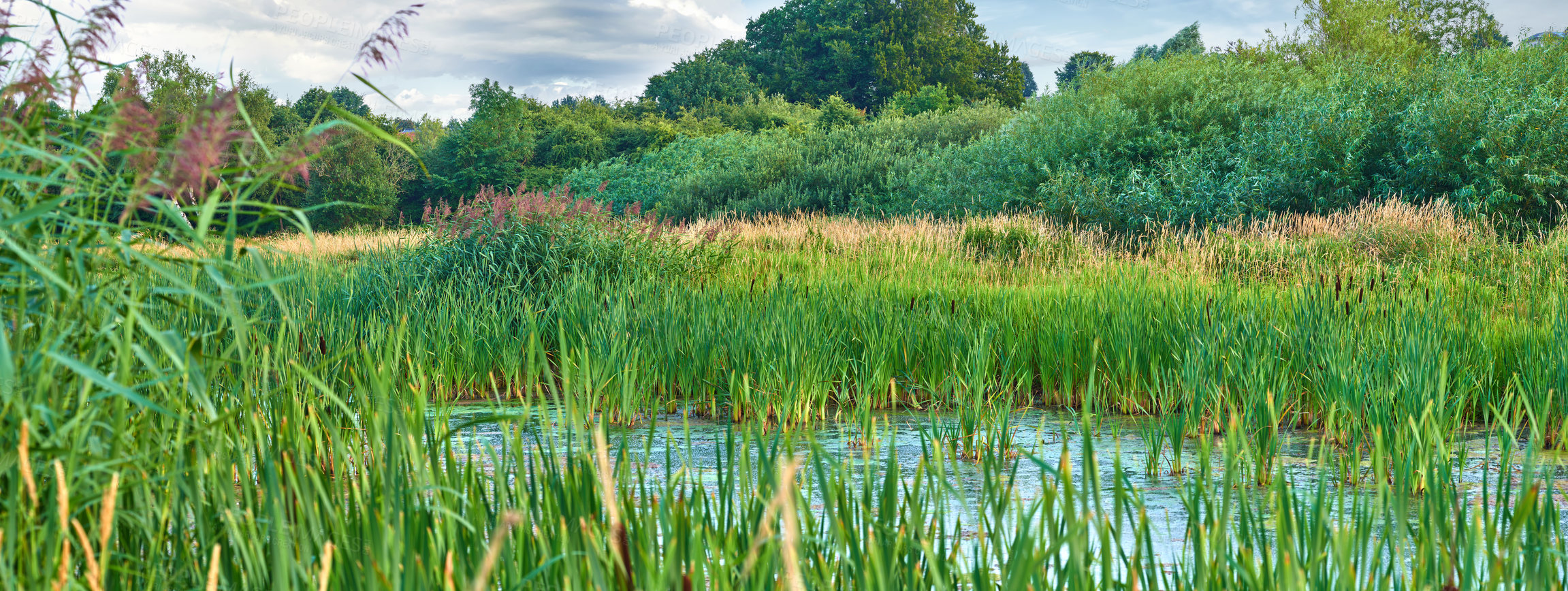 Buy stock photo Wetlands, reeds and outdoor with nature, water and earth with trees at reserve park for flora in summer. Plants, lake and river with horizon, banner and landscape with sustainability in Denmark