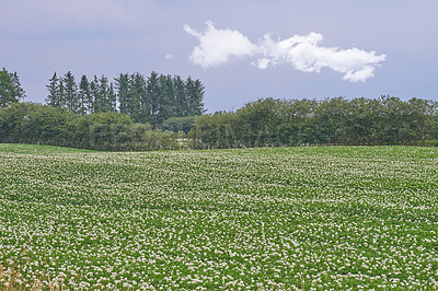 Buy stock photo Nature, field and landscape, environment and countryside with green scenic location in Denmark. Fresh air, grass and land, eco friendly destination and flower meadow outdoor with natural scenery