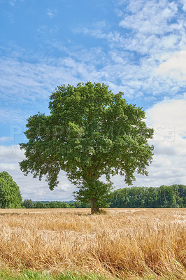 Buy stock photo Tree, grass field and nature with blue sky or clouds on farmland for natural growth or sustainability. Empty, landscape and foliage with greenery for eco conservation or agriculture in countryside