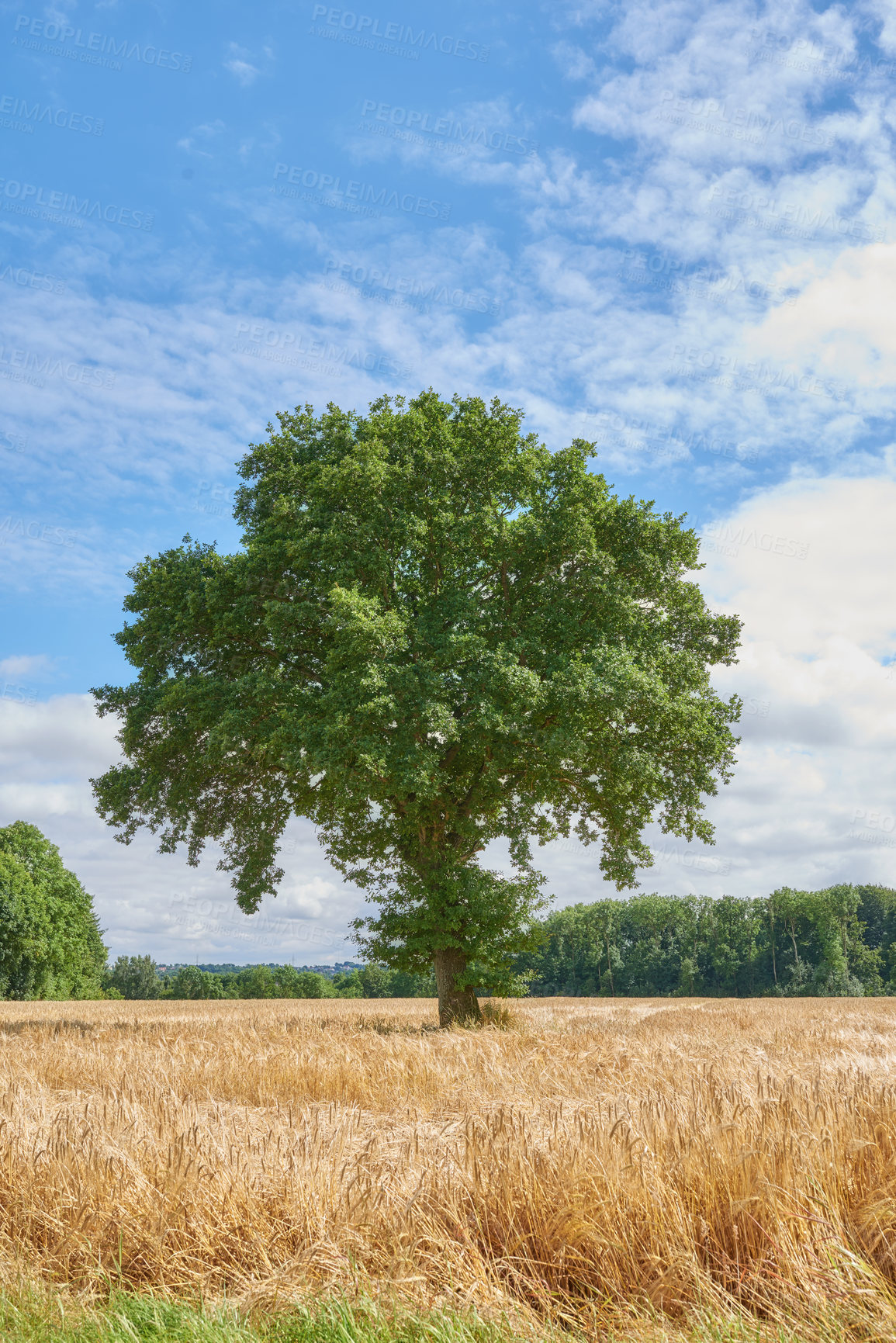 Buy stock photo Tree, grass field and nature with blue sky or clouds on farmland for natural growth or sustainability. Empty, landscape and foliage with greenery for eco conservation or agriculture in countryside