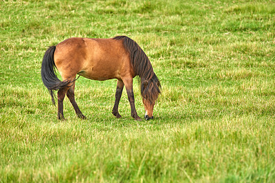 Buy stock photo Field, landscape and ranch with horse eating grass, farming in Denmark countryside with farm location. Agriculture land, animal grazing outdoor in nature and eco friendly with pasture and meadow