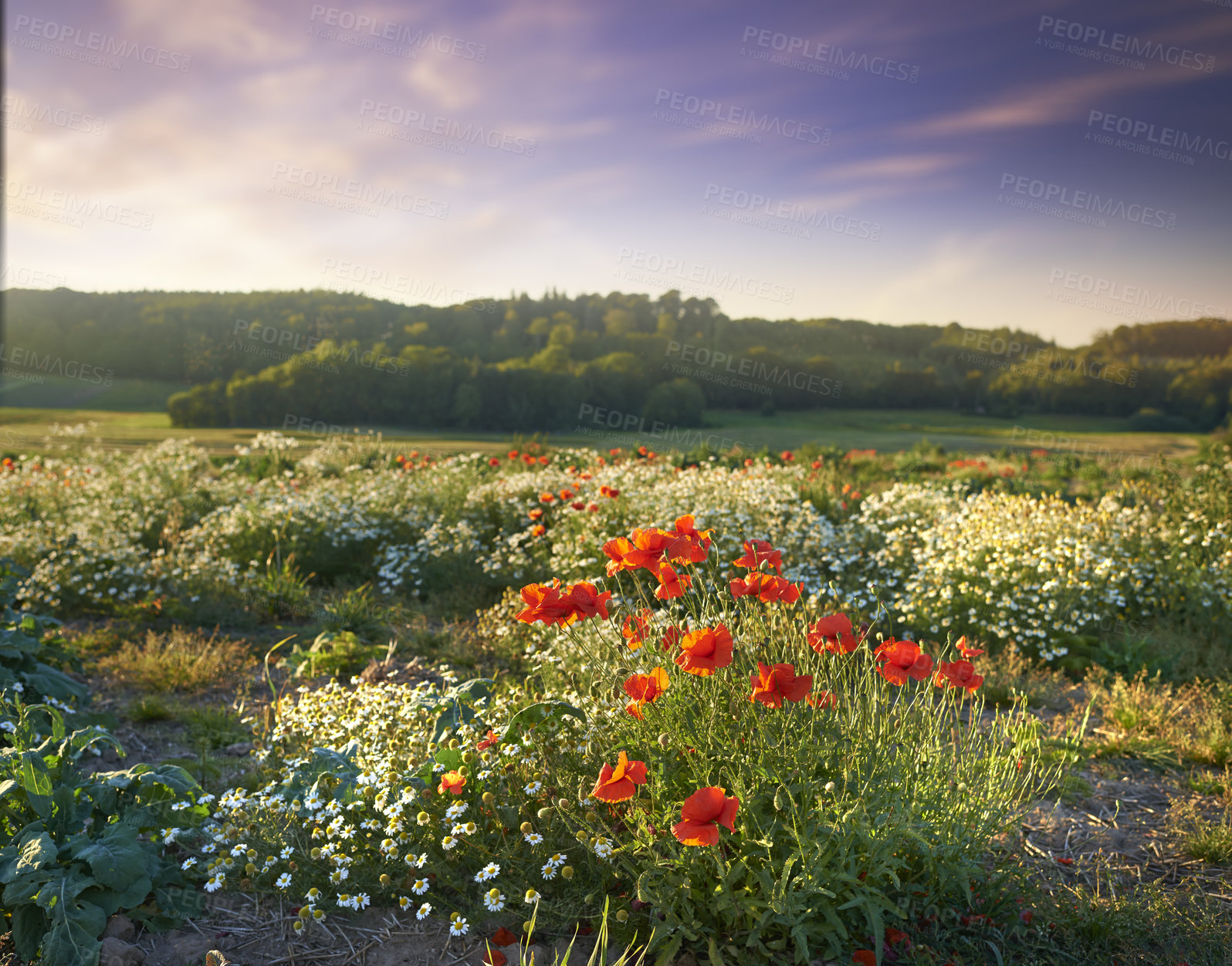 Buy stock photo Images from the Kingdom of Denmark