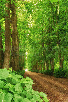 Buy stock photo Forest, path and landscape, nature and travel with environment and woodland location in Denmark. Fresh air, leaves and eco friendly destination and sustainability, trees outdoor and natural scenery