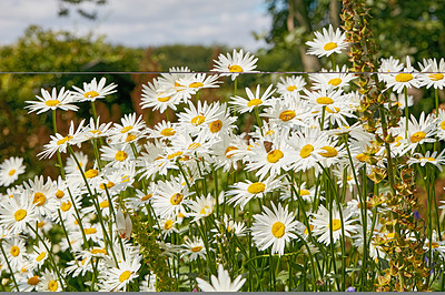 Buy stock photo Images from the Kingdom of Denmark