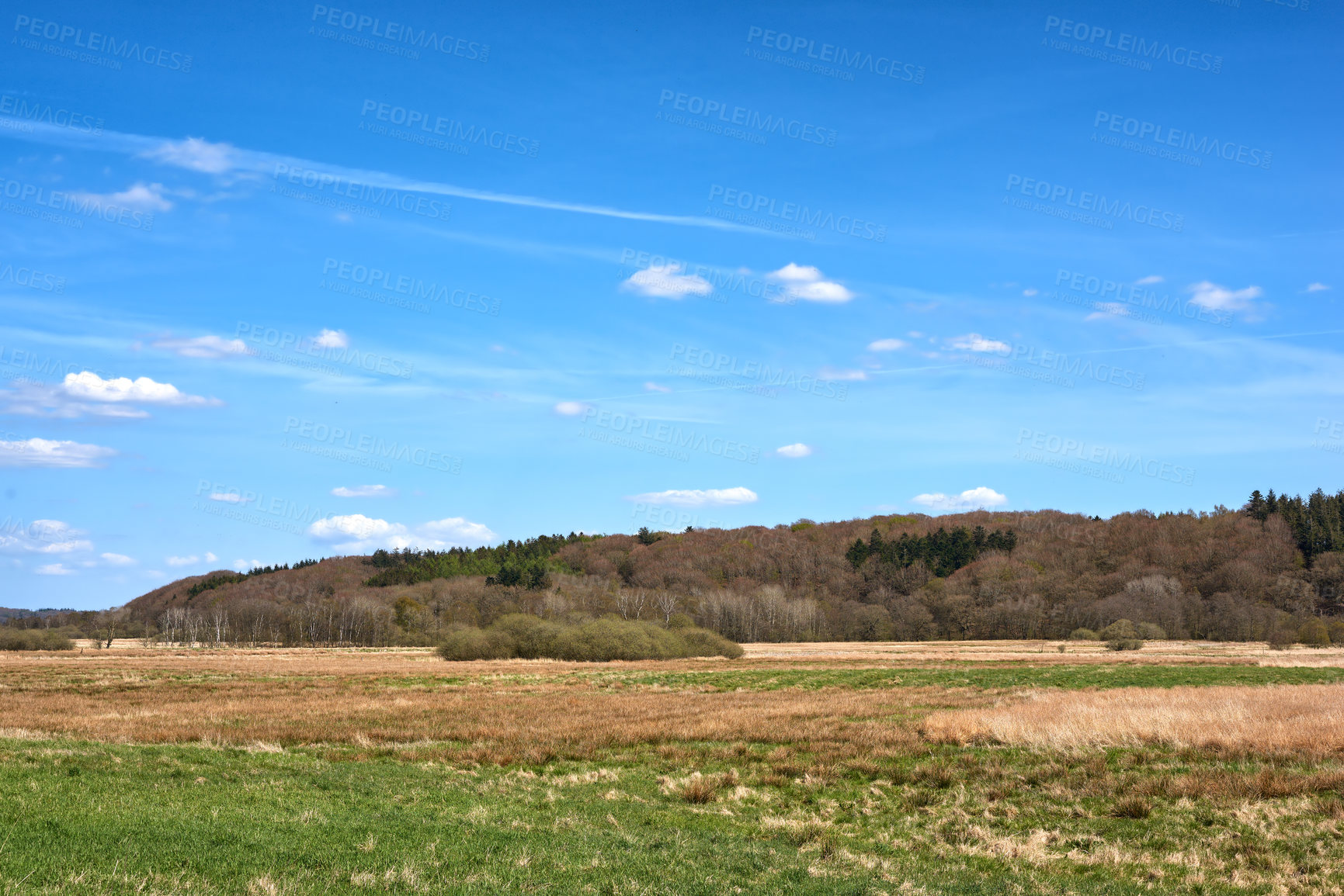 Buy stock photo Blue sky, grass field and farmland with nature or clouds for natural scenery, sustainability or growth. Empty, space and trees with landscape of wilderness or eco friendly environment in countryside