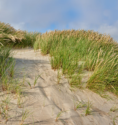 Buy stock photo Sand, beach and landscape, nature and travel with environment and coastal location in Denmark. Fresh air, grass and land with tropical seaside destination and journey outdoor with natural scenery