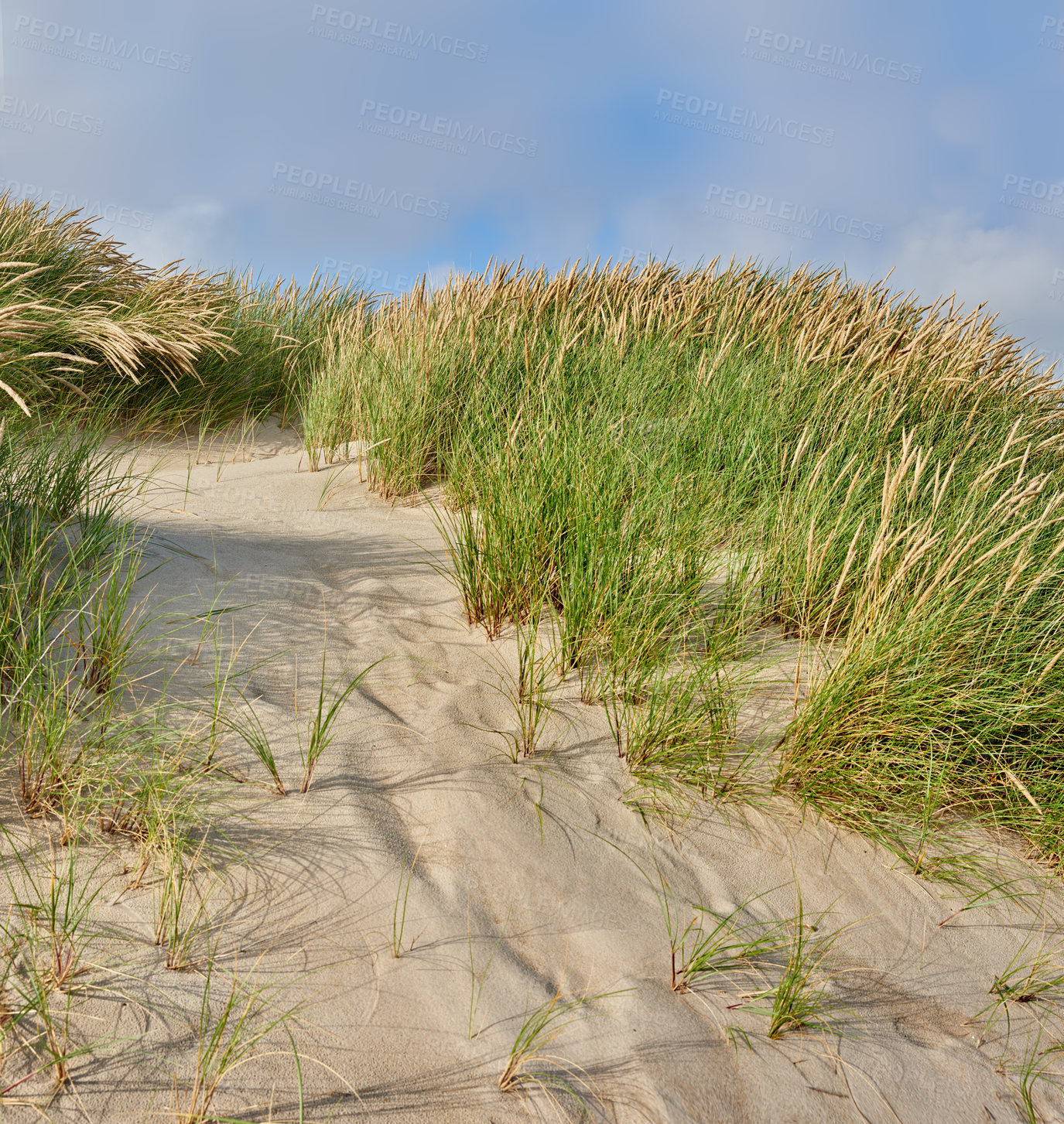 Buy stock photo Sand, beach and landscape, nature and travel with environment and coastal location in Denmark. Fresh air, grass and land with tropical seaside destination and journey outdoor with natural scenery