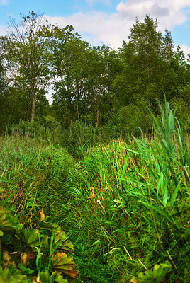 Buy stock photo Nature, grass and field in countryside, forest and outdoor sustainable landscape. Plants, lawn or natural land in spring with vegetation, trees or woods, jungle or eco friendly environment in Denmark