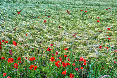 Buy stock photo Images from the Kingdom of Denmark