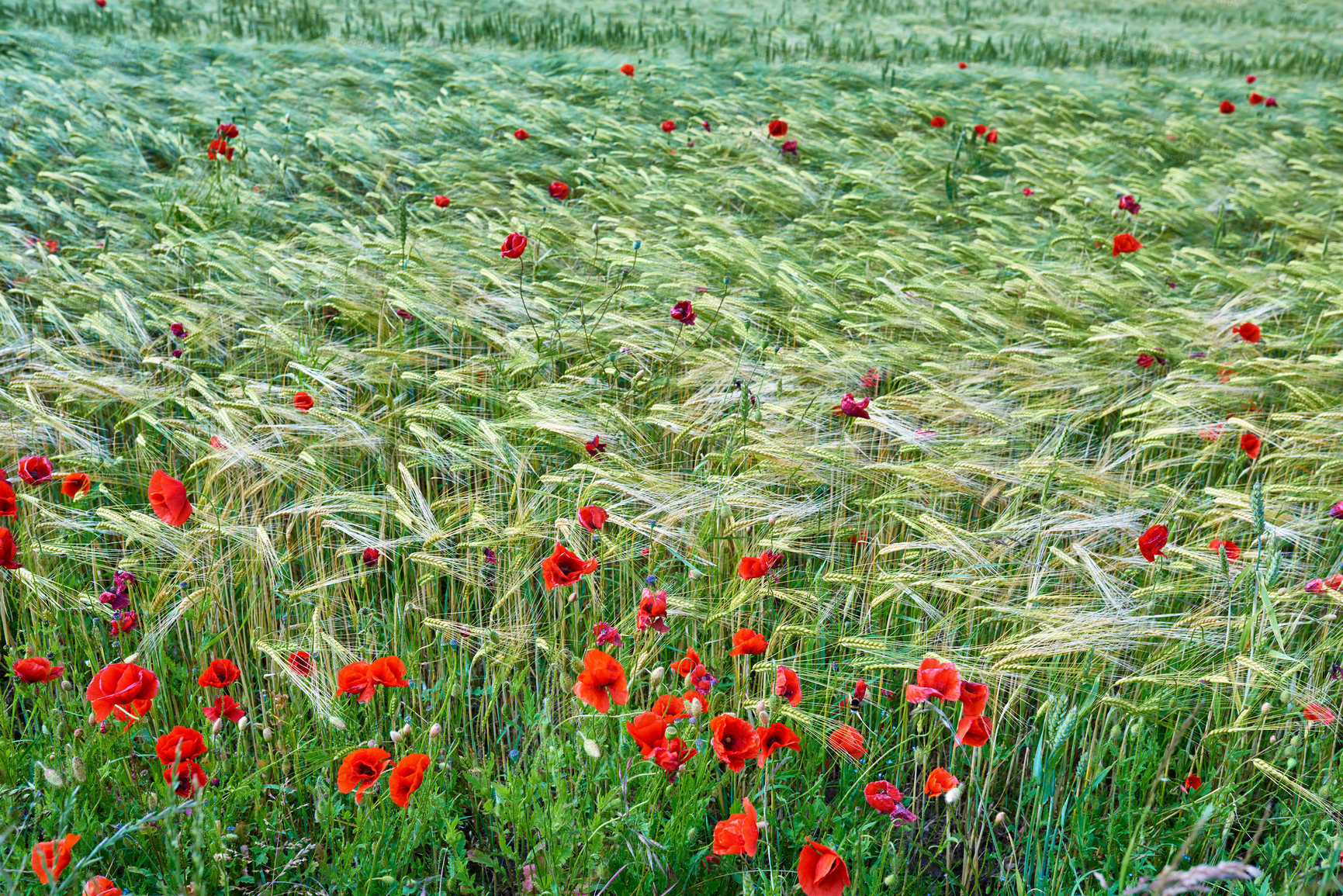 Buy stock photo Images from the Kingdom of Denmark