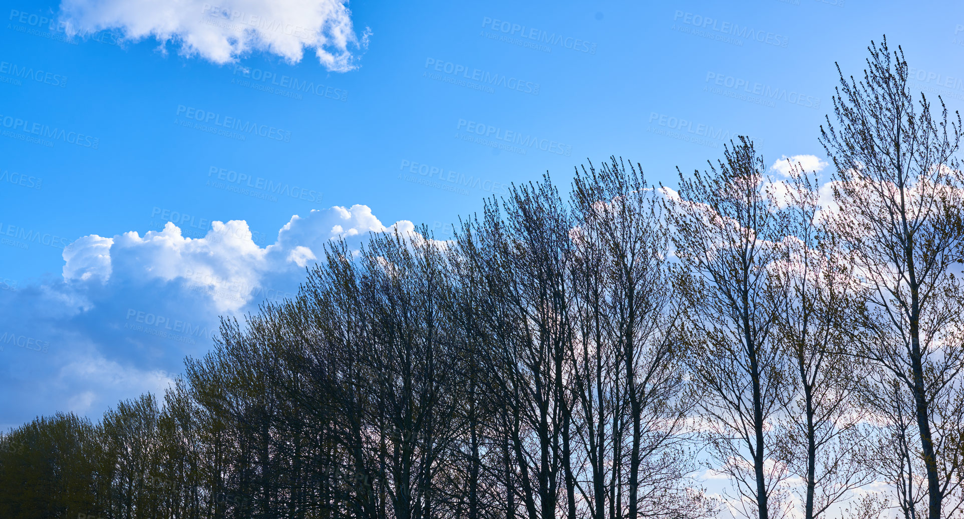 Buy stock photo Nature, forest and trees with blue sky outdoor for landscape,  sustainable environment and Autumn season. Plants, countryside and wild jungle of natural ecology, abstract ecosystem and Denmark travel