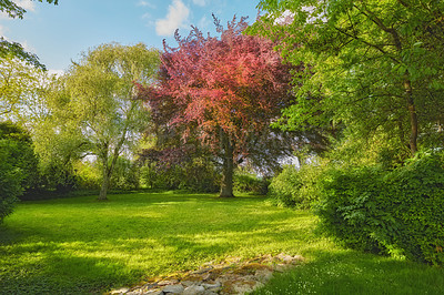 Buy stock photo Trees, grass and landscape with plants, outdoor woods and park with overgrowth and summer. Environment, greenery and natural scenery with ecosystem, wilderness or conservation woodland in Denmark