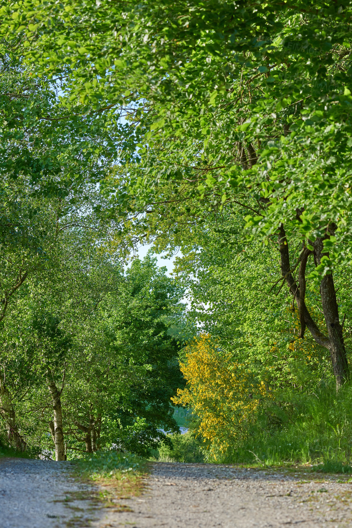 Buy stock photo Trees, dirt road and green leaves in nature with path of agriculture or natural growth outdoors. View of tree row, plants or greenery growing in Denmark or street in summer of a rural environment