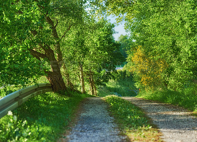 Buy stock photo Forest, pathway and landscape with trees, outdoor woods and park with summer ecology. Environment, morning and countryside scenery with ecosystem, wilderness or conservation woodland in Denmark