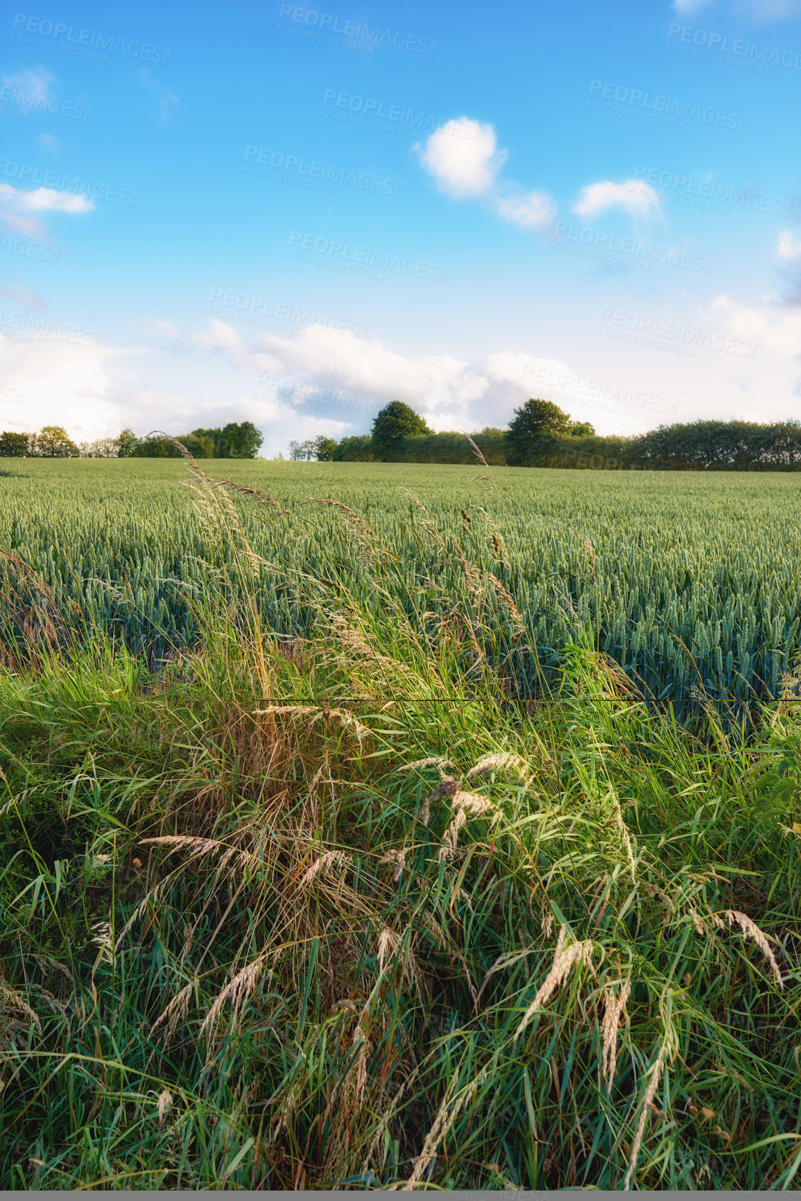 Buy stock photo Images from the Kingdom of Denmark