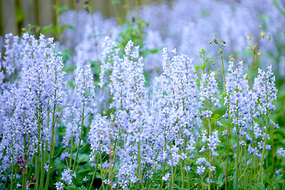 Buy stock photo Nature, landscape and color of flowers, garden and growth of plants with pollution, blossom or scenery. Outdoor, sustainability and eco friendly for environment, organic or sprout of Bluebells in USA