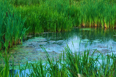 Buy stock photo Water, environment and lake in countryside, nature and eco friendly for sustainability and outdoor. Grass, wetland and river for recreation, adventure and tourism of habitat, scenery and Denmark