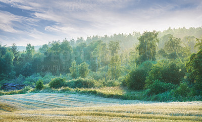 Buy stock photo Forest, mist and landscape with trees, outdoor woods and park with overgrowth and summer. Environment, morning and natural scenery with ecosystem, wilderness or conservation woodland in Denmark