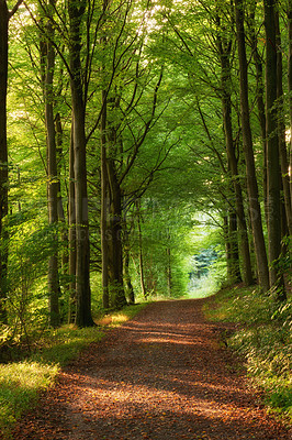 Buy stock photo Dirt road, path and tall trees in the countryside for travel, agriculture or natural environment. Landscape of plant growth, greenery or farm highway with tree in row for sustainability in nature