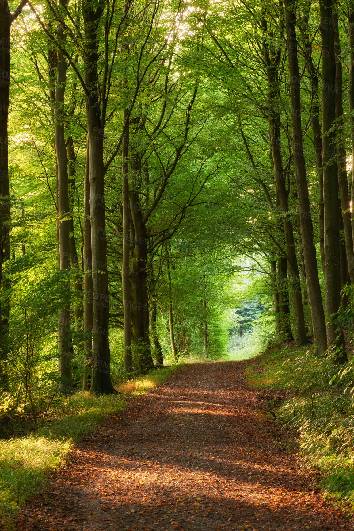 Buy stock photo Dirt road, path and tall trees in the countryside for travel, agriculture or natural environment. Landscape of plant growth, greenery or farm highway with tree in row for sustainability in nature