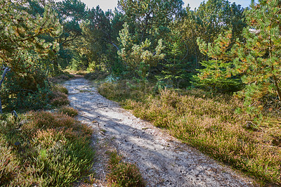 Buy stock photo Forest, path and landscape with trees, outdoor woods and park with overgrowth and summer. Environment, greenery and natural scenery with ecosystem, wilderness or conservation woodland in Denmark