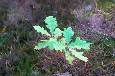 Buy stock photo Tree, sprout and leaves in nature for growth, healthy environment and seedling sustainability. English Oak, new shoots and ground in Denmark countryside with natural ecosystem, spring time or outdoor