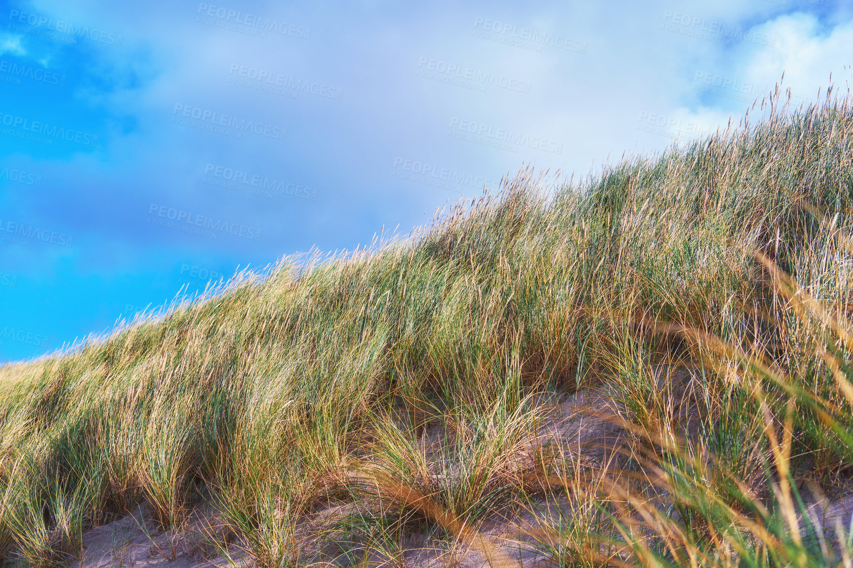 Buy stock photo Grass, blue sky or cloud with wind for natural growth, scenery or hill in countryside. Landscape, wilderness or nature with eco friendly environment, weather breeze or ecosystem of land or atmosphere