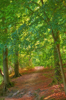 Buy stock photo Autumn trees, earth and forest in natural season change, plant growth or agriculture in nature outdoors. Landscape of green leaves of tall tree with path of environmental plants for sustainability