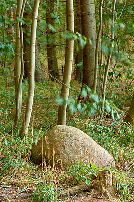 Buy stock photo Nature, forest and trees in environment, green and growth of plants in location, sustainability and travel. Outdoor, eco friendly and fresh air for vacation in destination, national park and Denmark