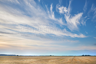 Buy stock photo Blue sky, dessert or wheat field with clouds of landscape, farmland or natural production in countryside. Land, atmosphere or brown grass for growth, rural crops or vegetation terrain in nature