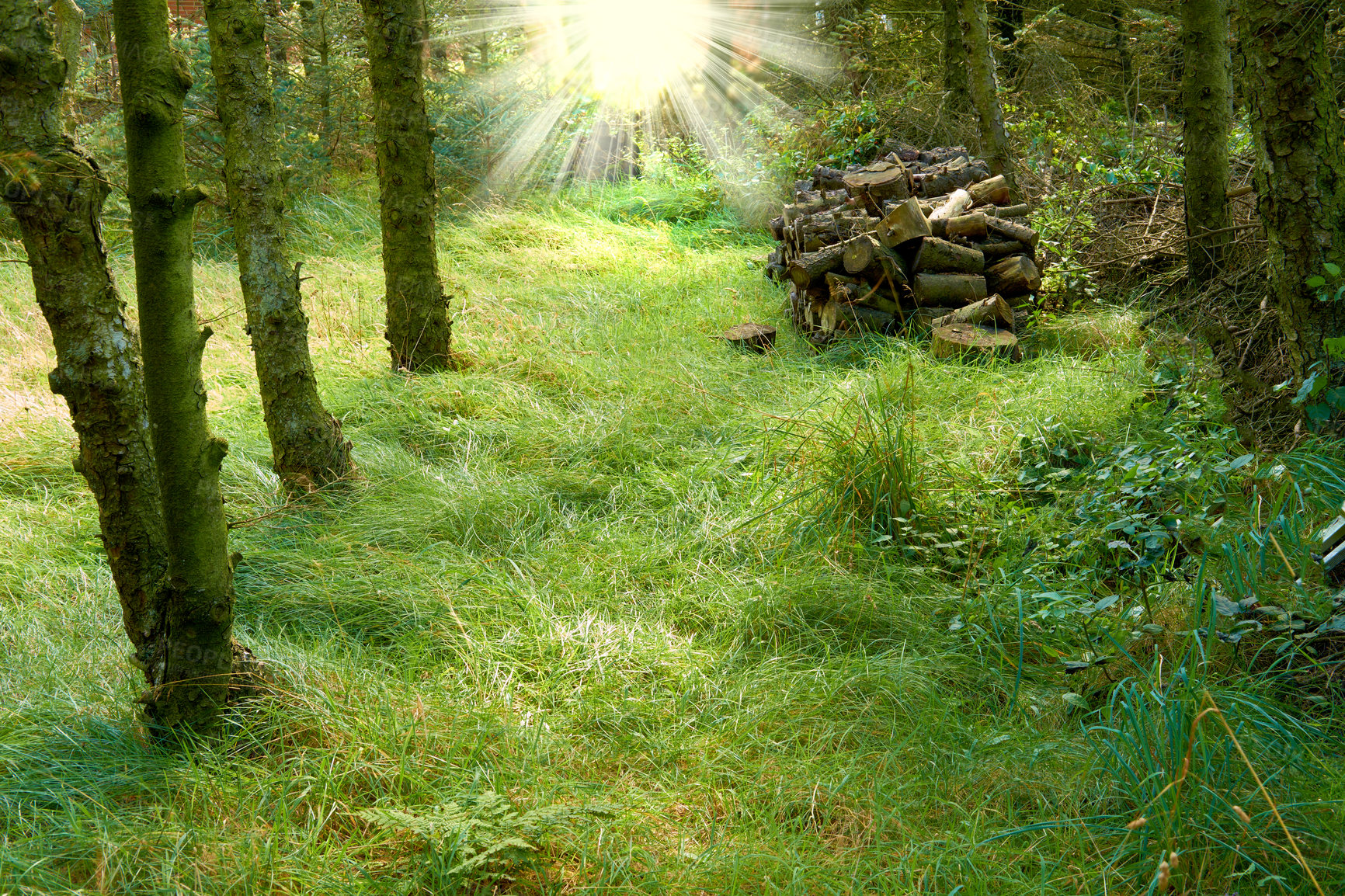Buy stock photo Forest, floor and landscape with grass, outdoor sunlight and park with summer ecology. Environment, greenery and countryside scenery with ecosystem, wilderness or conservation woodland in Denmark