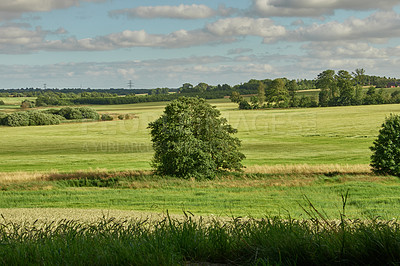 Buy stock photo Tree, grass field and natural growth with cloudy sky on farmland or landscape in countryside. Nature, sustainability and greenery with eco friendly environment, ecosystem or plants for agriculture