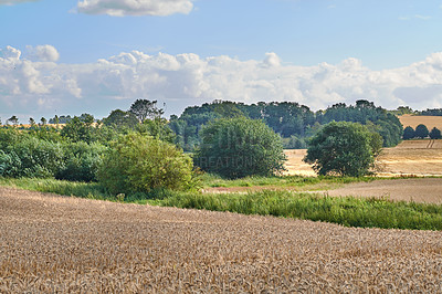 Buy stock photo Wheat, farm and plants in nature outdoor for agriculture harvest, cultivated crops and rice production. Field, green trees and grain growth in natural environment, sustainable and Denmark countryside