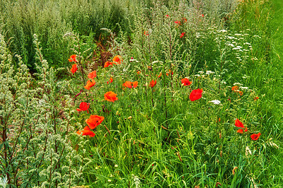 Buy stock photo Plants, flowers and environment in field for growth, sustainability and habitat creation. Wild poppy, blooming and spring time in Denmark countryside for agriculture, farming and green bush in nature