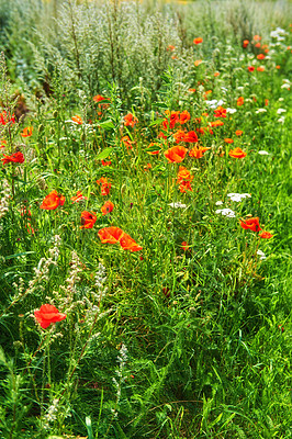 Buy stock photo Images from the Kingdom of Denmark