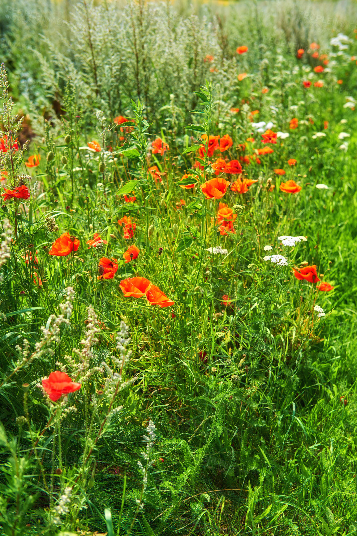 Buy stock photo Images from the Kingdom of Denmark