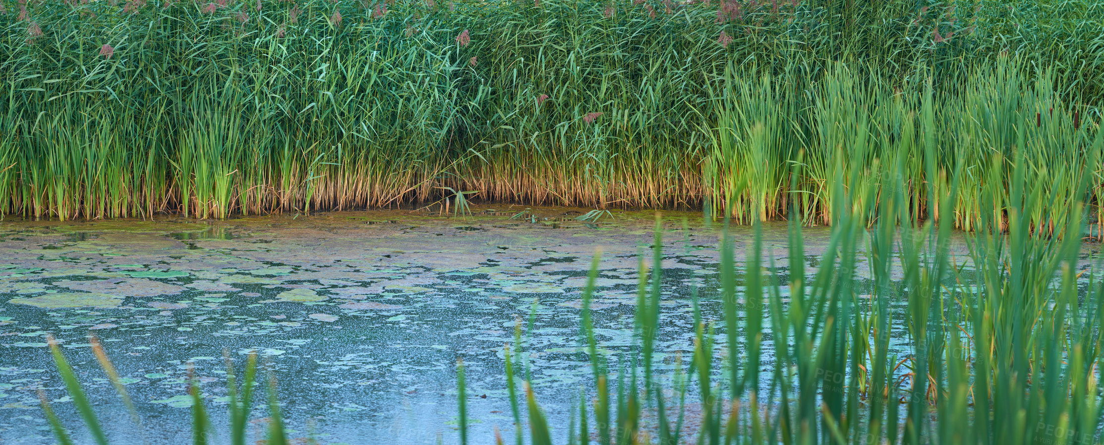 Buy stock photo River, reeds and plants in swamp, outdoor and growth for aquatic flora, sustainability and summer. Marsh, eco friendly or wetland with leaves, foliage or lake in countryside environment in Denmark