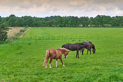 Buy stock photo Images from the Kingdom of Denmark