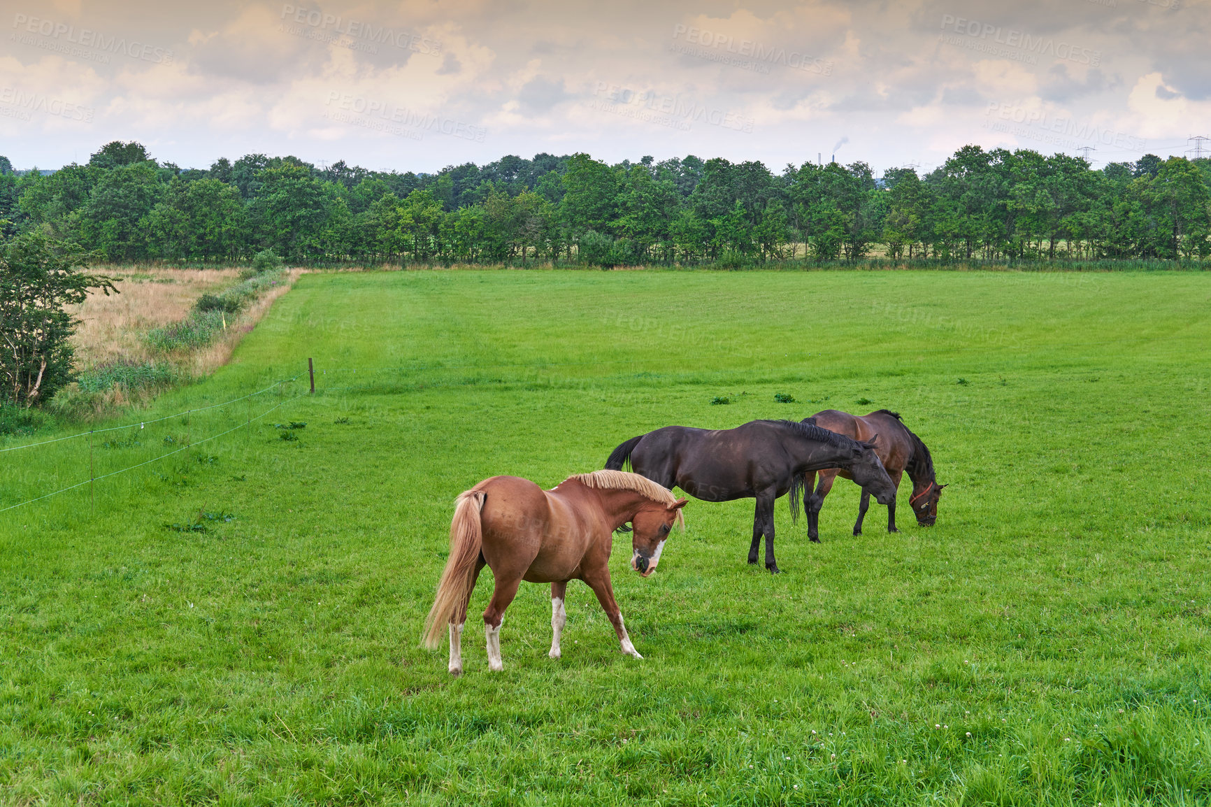 Buy stock photo Images from the Kingdom of Denmark