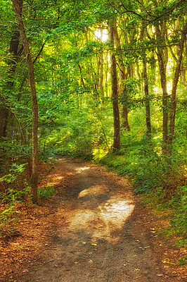 Buy stock photo Outdoor, path and countryside trees for sustainability, ecology growth and wild environment. Plants, green and abstract ecosystem in landscape development, carbon capture and jungle road in Denmark