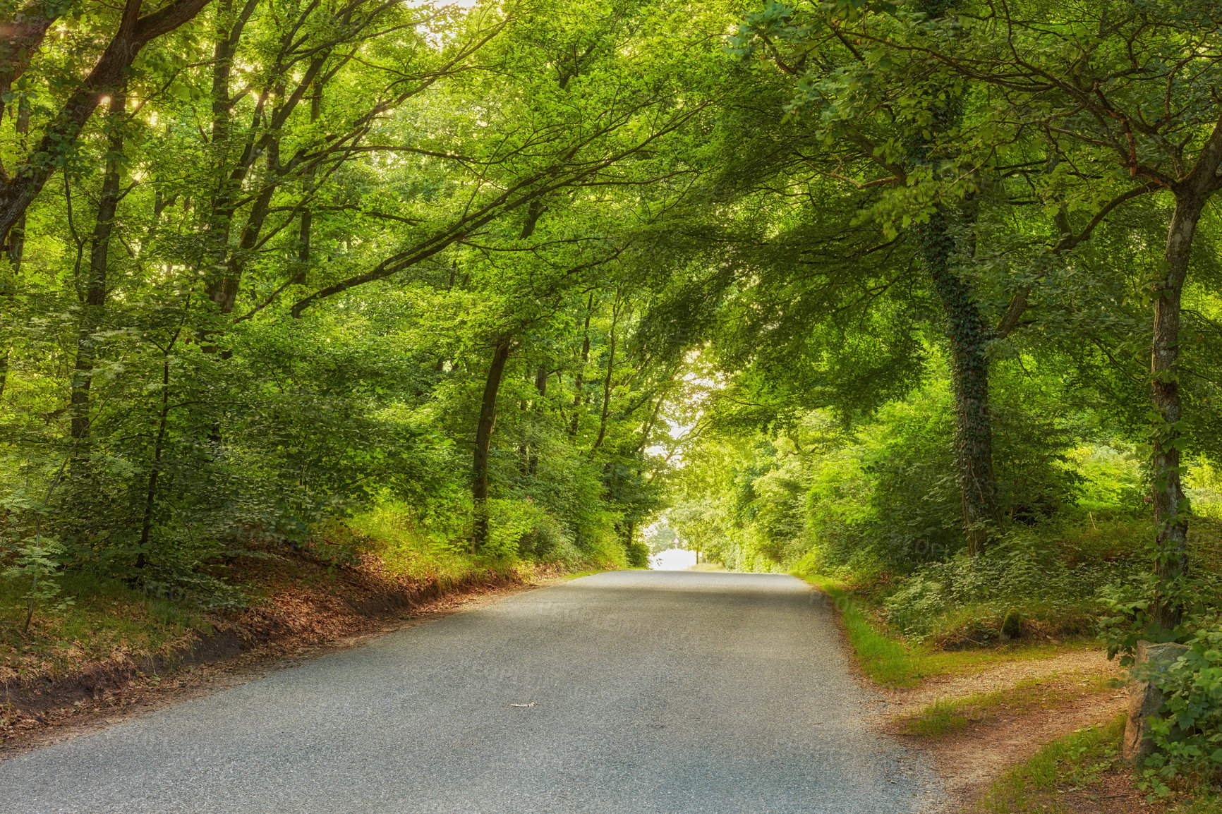 Buy stock photo Road, path and rain forest in the countryside for travel, agriculture or natural environment. Landscape of plant growth, greenery or asphalt highway with trees for sustainability in nature outdoors